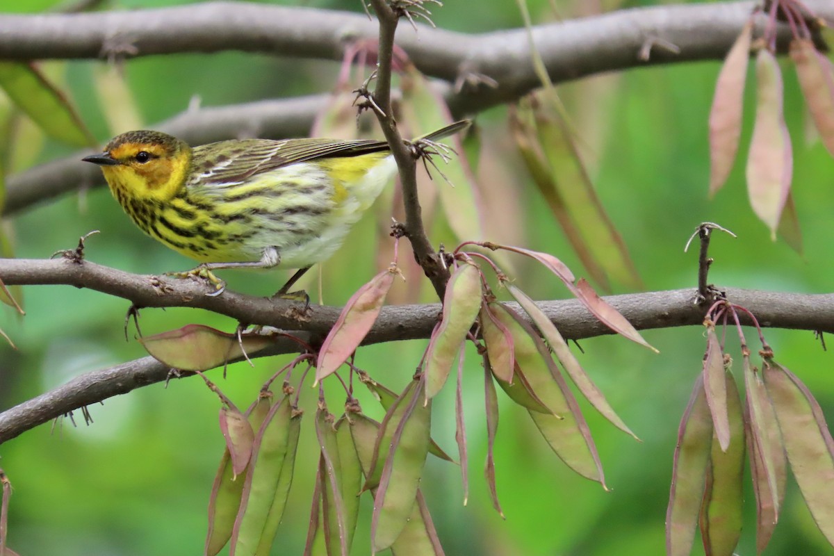 Cape May Warbler - Terry Swope