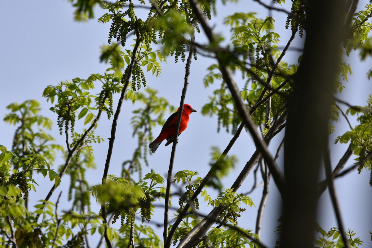Scarlet Tanager - ML618437872
