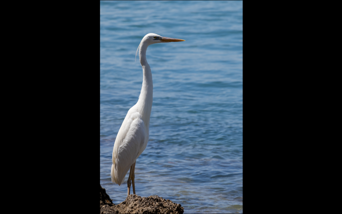 Great Blue Heron (Great White) - ML618437877
