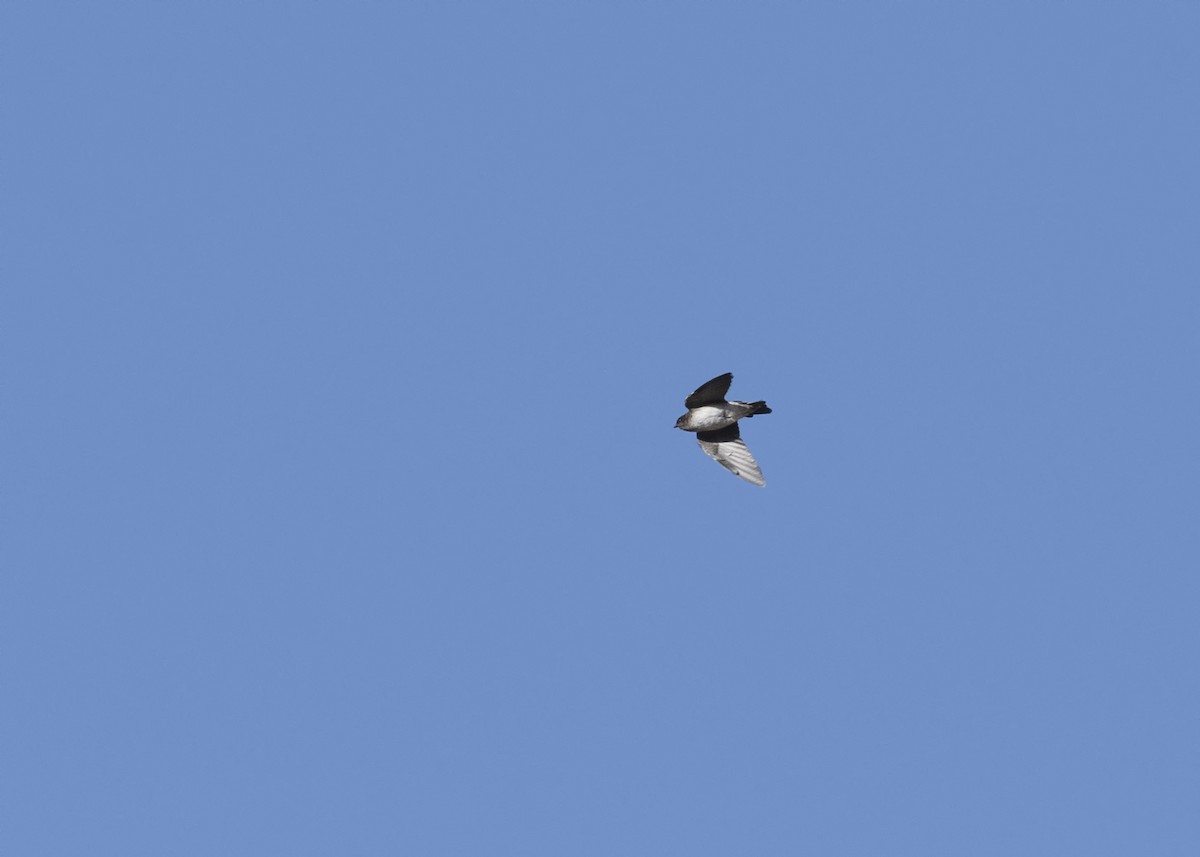 Andean Swallow - ML618437912