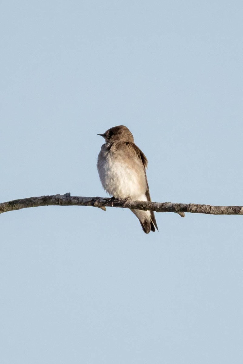 Northern Rough-winged Swallow - John Edmondson