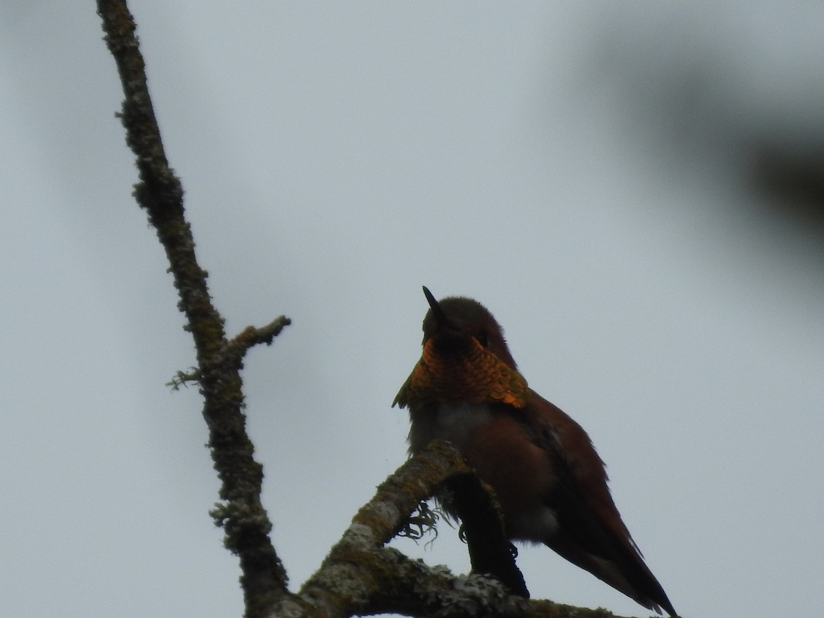 Rufous Hummingbird - ML618437960