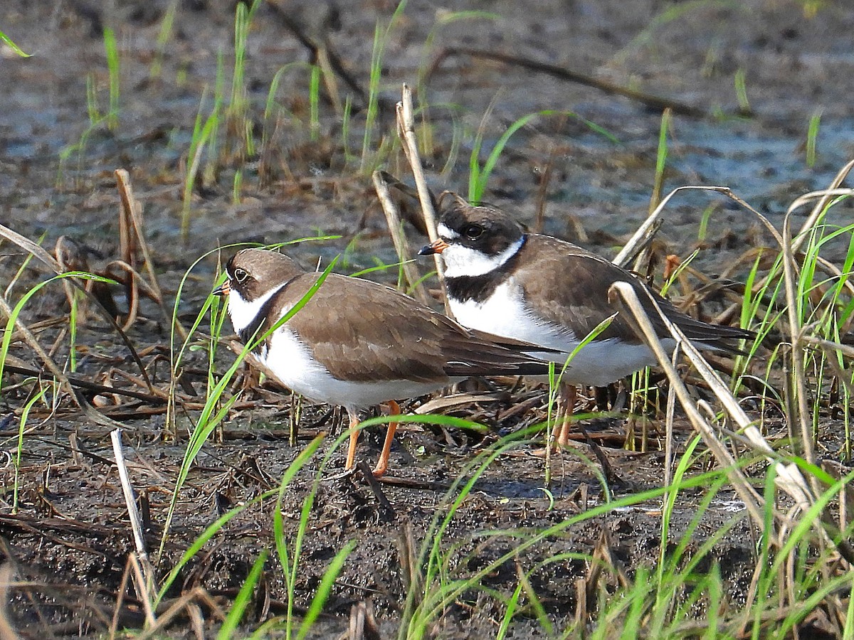 Semipalmated Plover - ML618437968