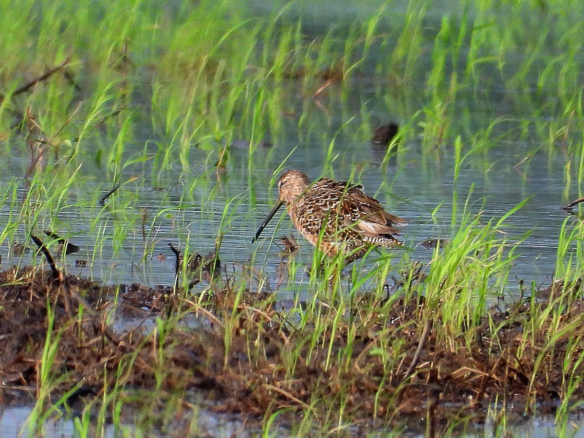 Long-billed Dowitcher - ML618437992