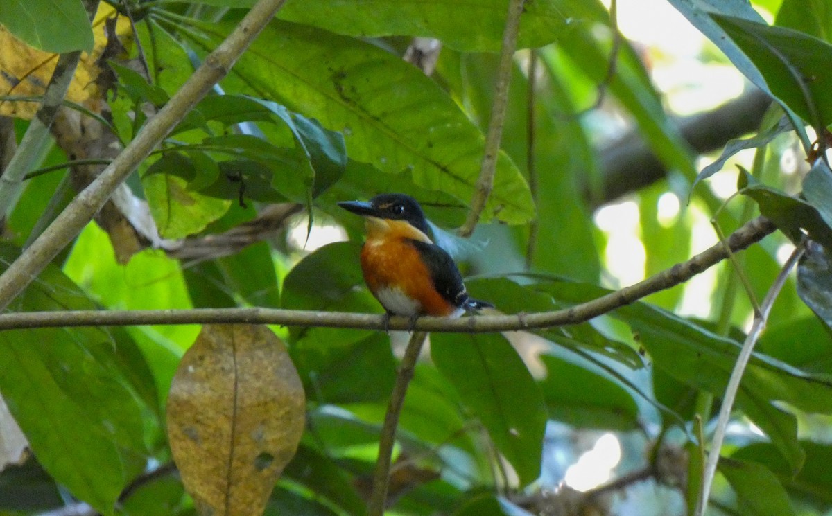 American Pygmy Kingfisher - ML618437998