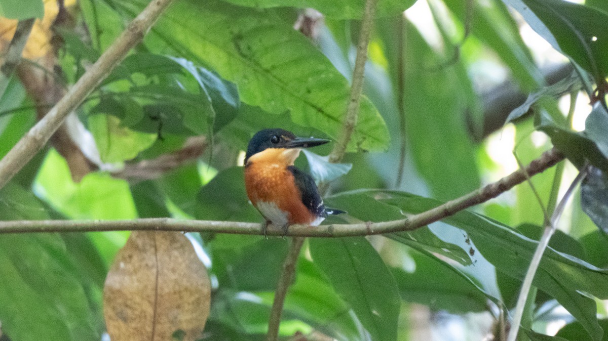 American Pygmy Kingfisher - ML618437999
