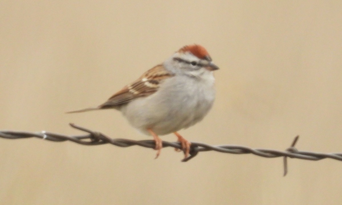 Chipping Sparrow - ML618438041