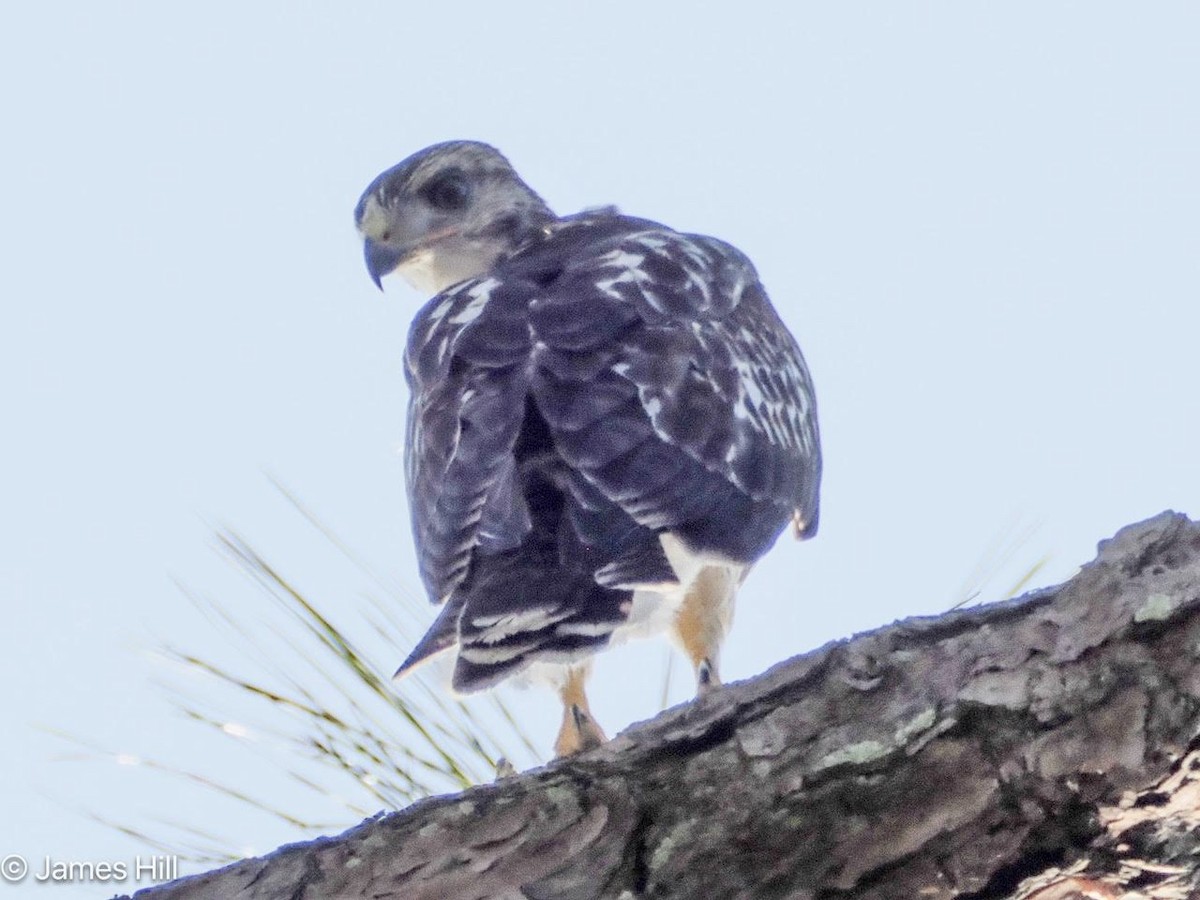 Red-tailed Hawk - ML618438106