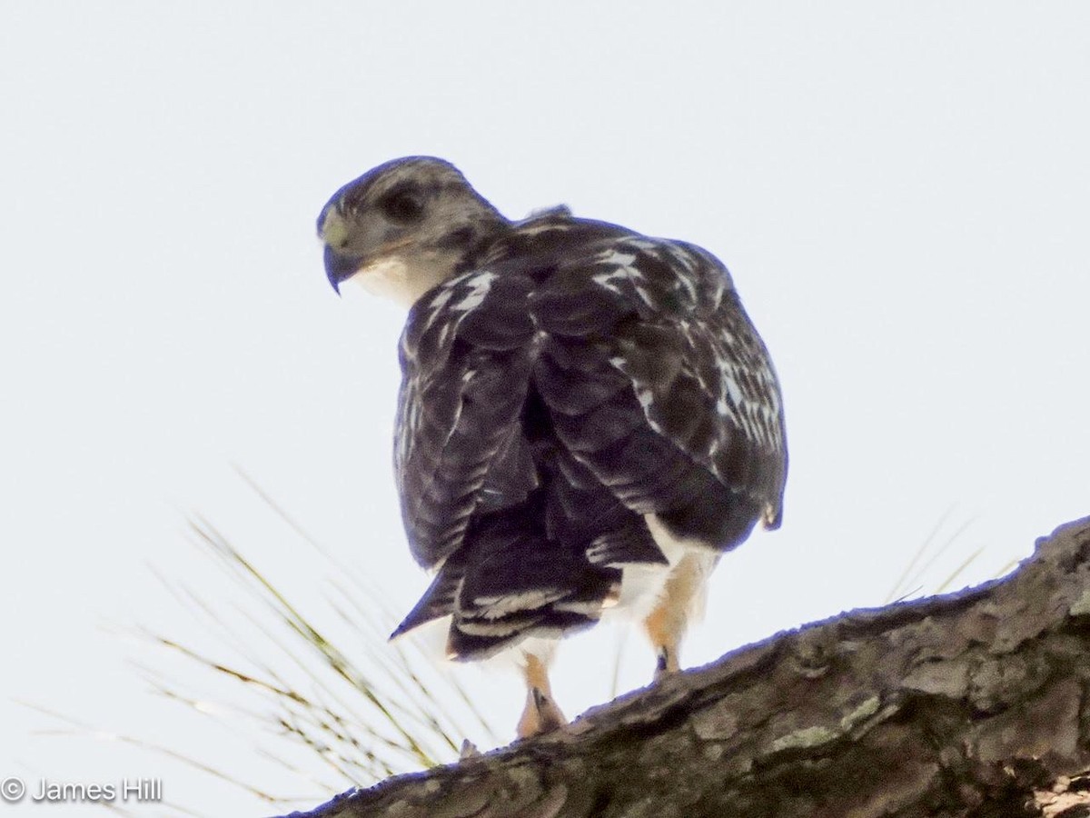 Red-tailed Hawk - ML618438108