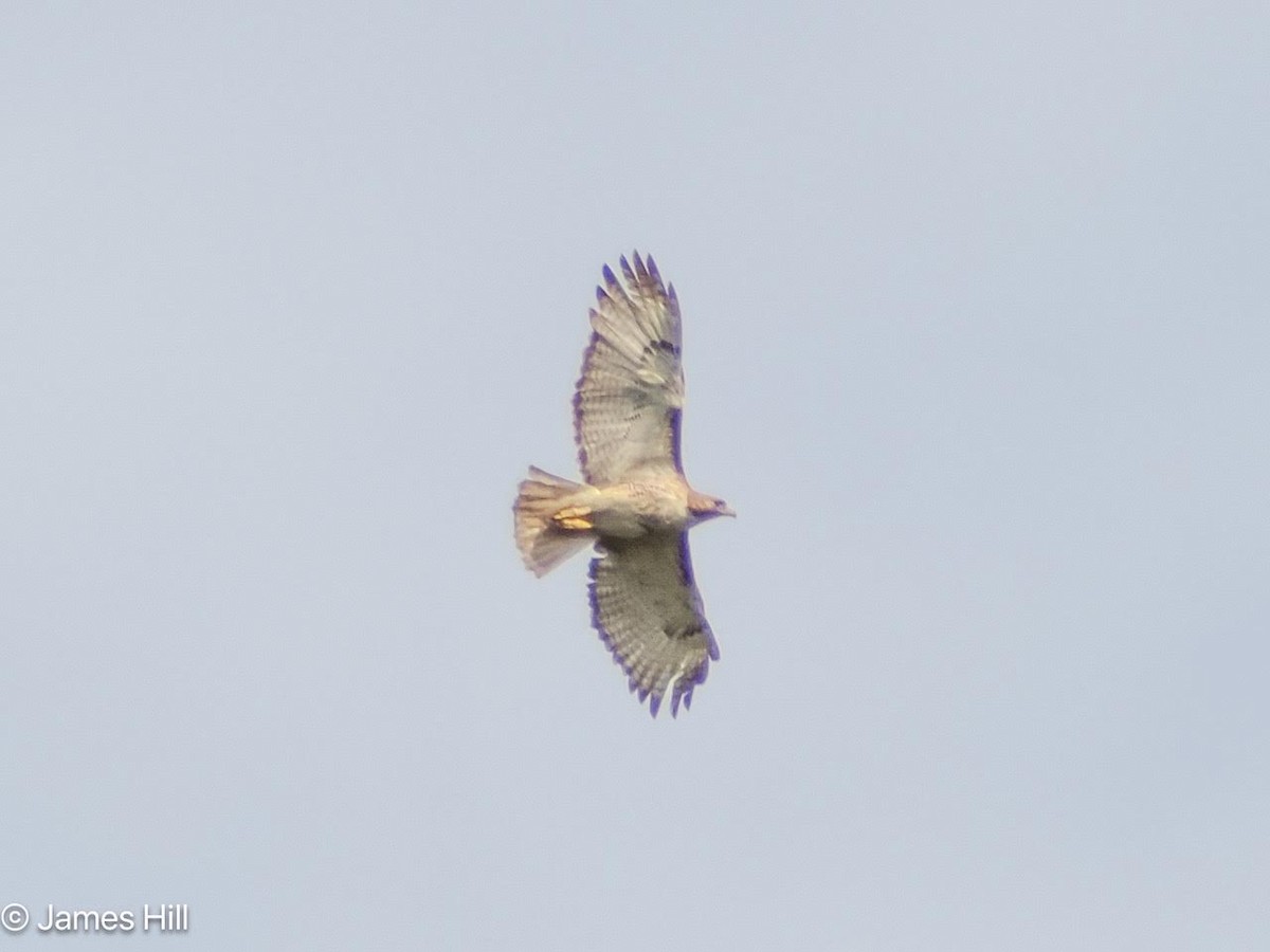 Red-tailed Hawk - ML618438110