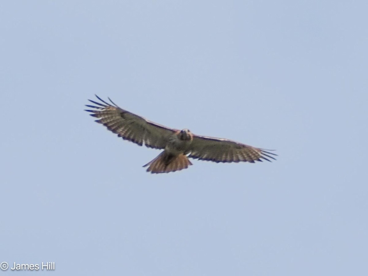 Red-tailed Hawk - ML618438113