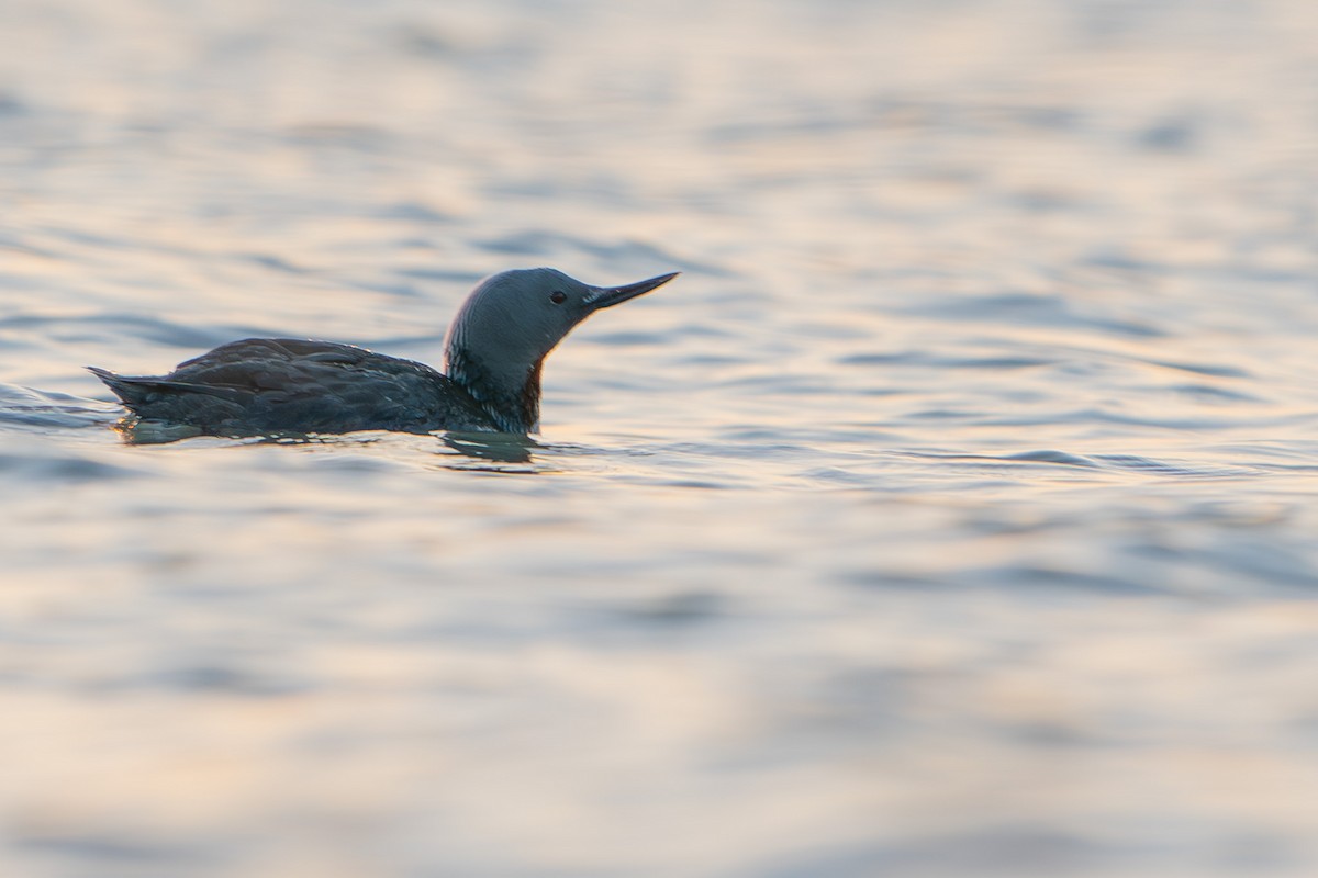 Red-throated Loon - ML618438119