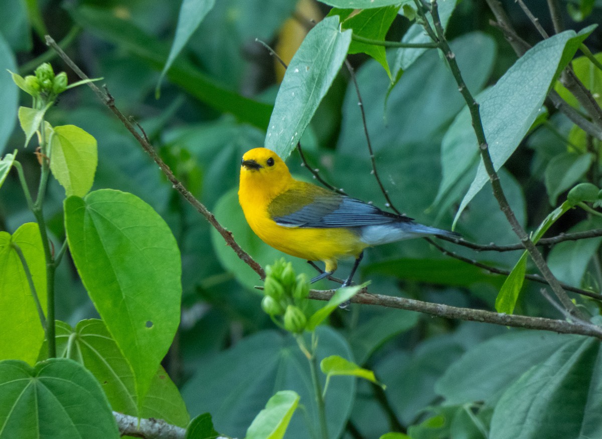 Prothonotary Warbler - ML618438196