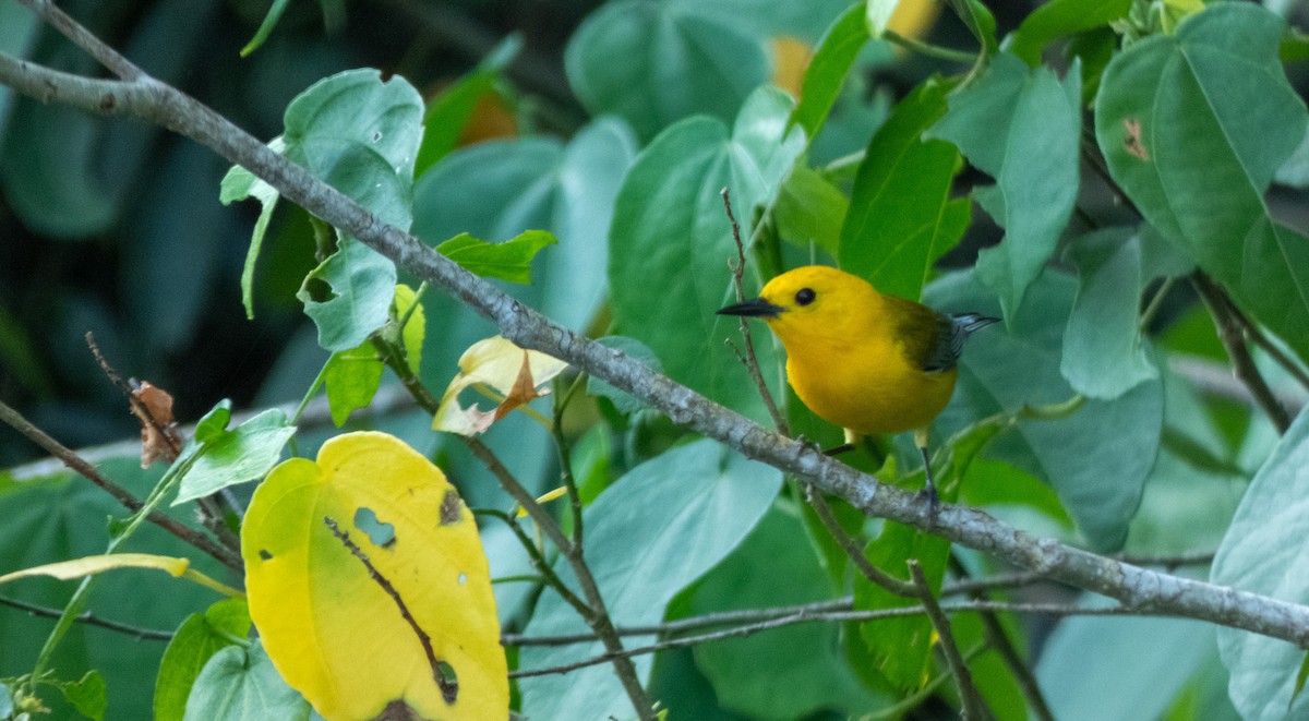 Prothonotary Warbler - ML618438197