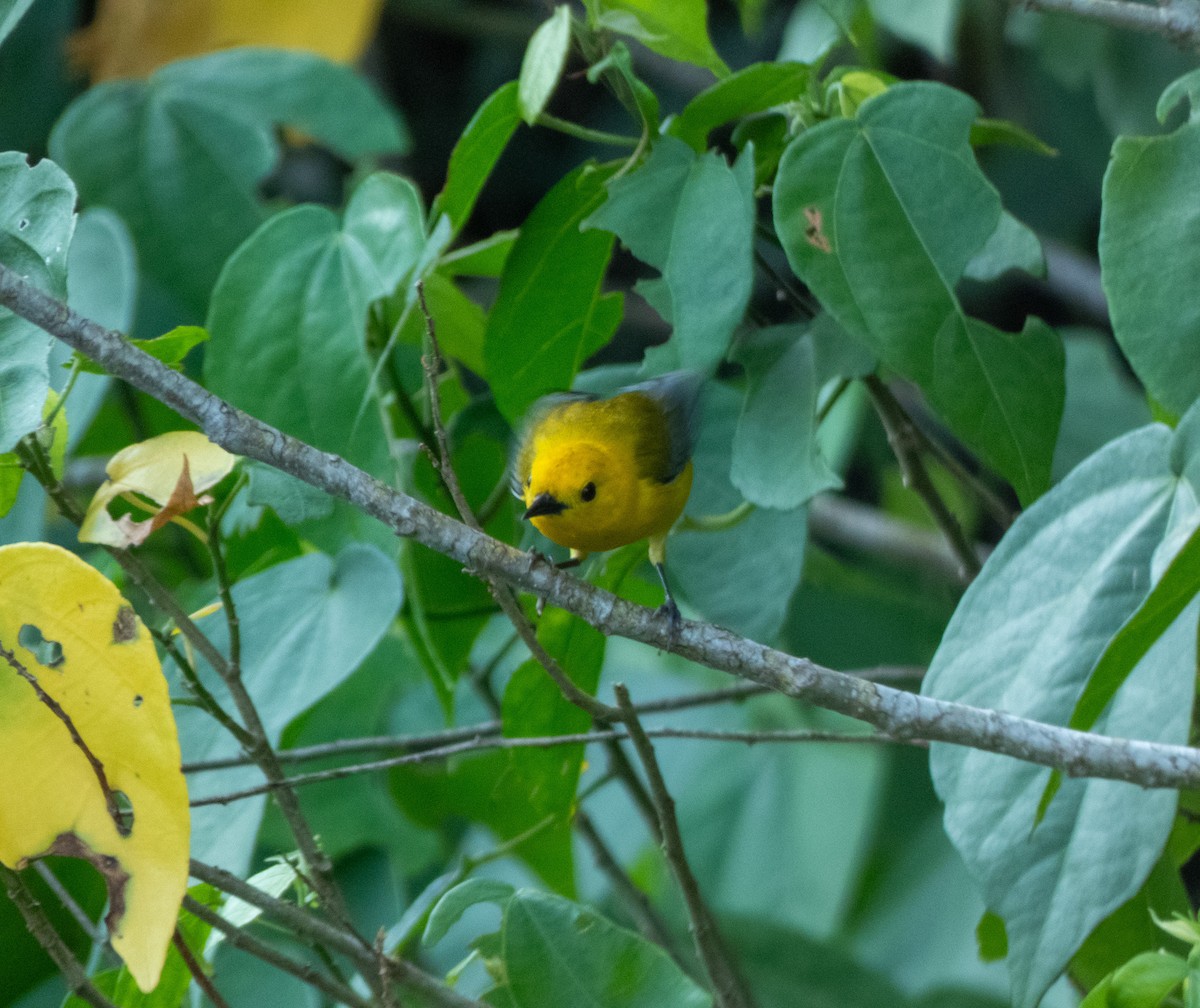 Prothonotary Warbler - ML618438198