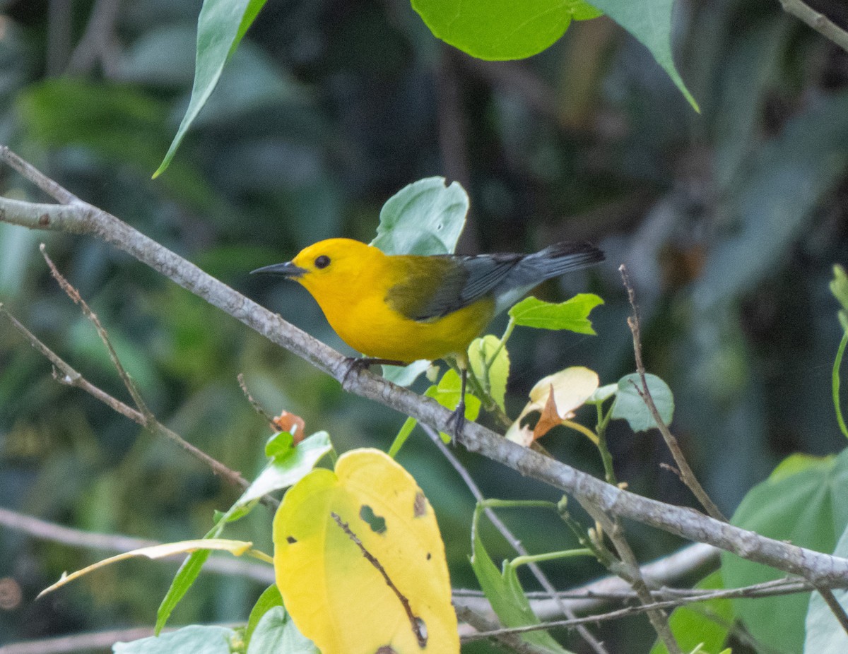 Prothonotary Warbler - ML618438199