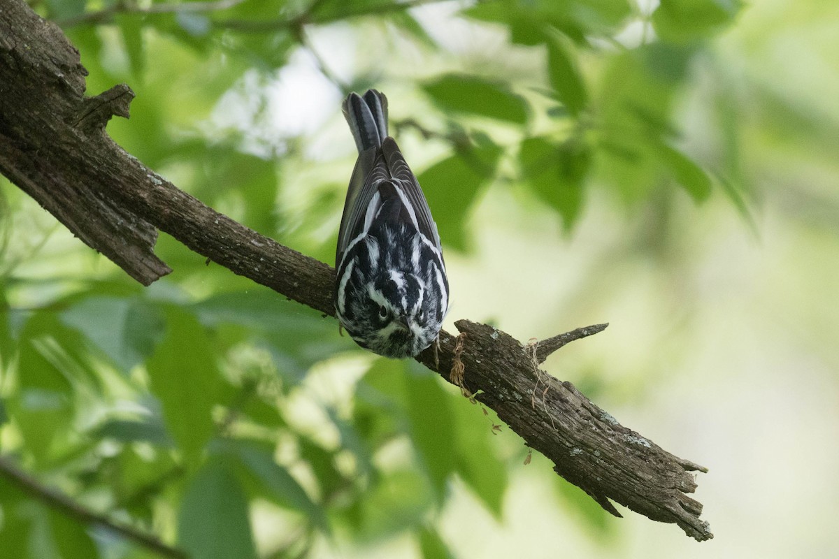 Black-and-white Warbler - ML618438220