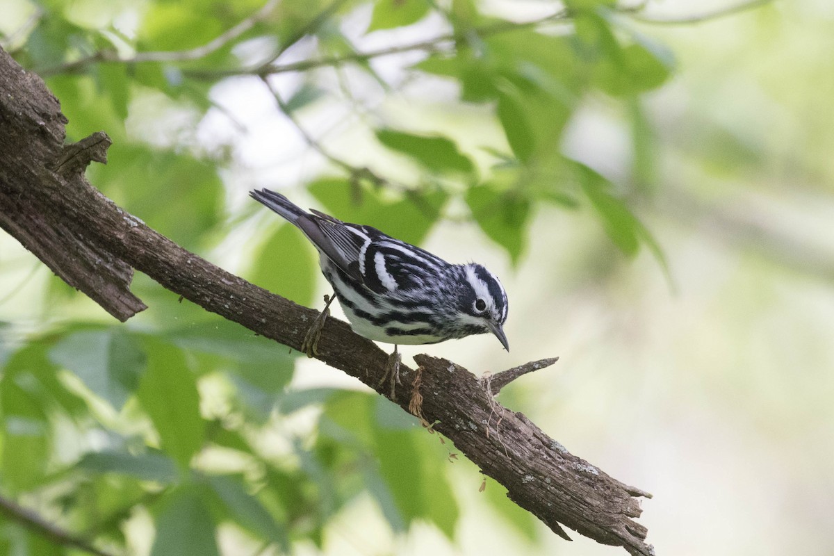 Black-and-white Warbler - ML618438221