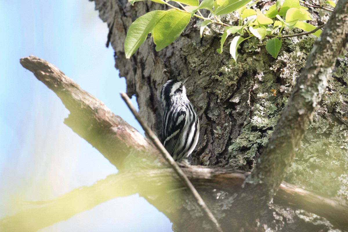 Black-and-white Warbler - ML618438222