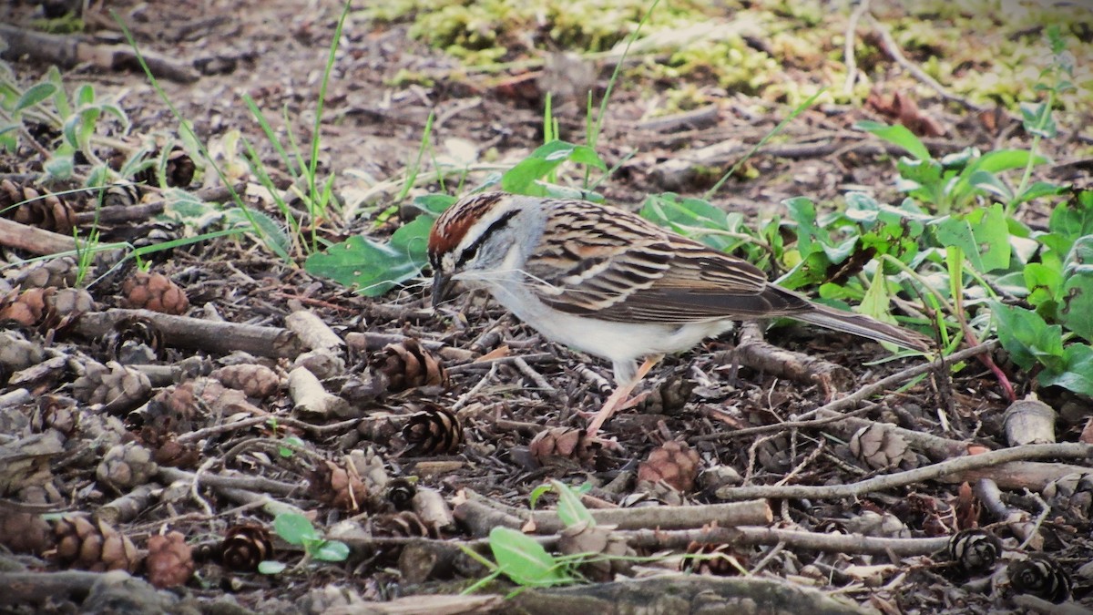 Chipping Sparrow - ML618438226