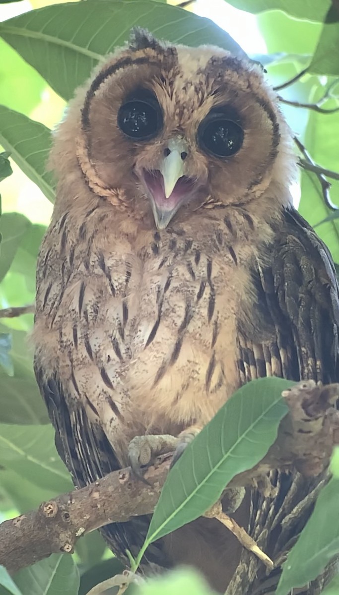 Jamaican Owl - ML618438241