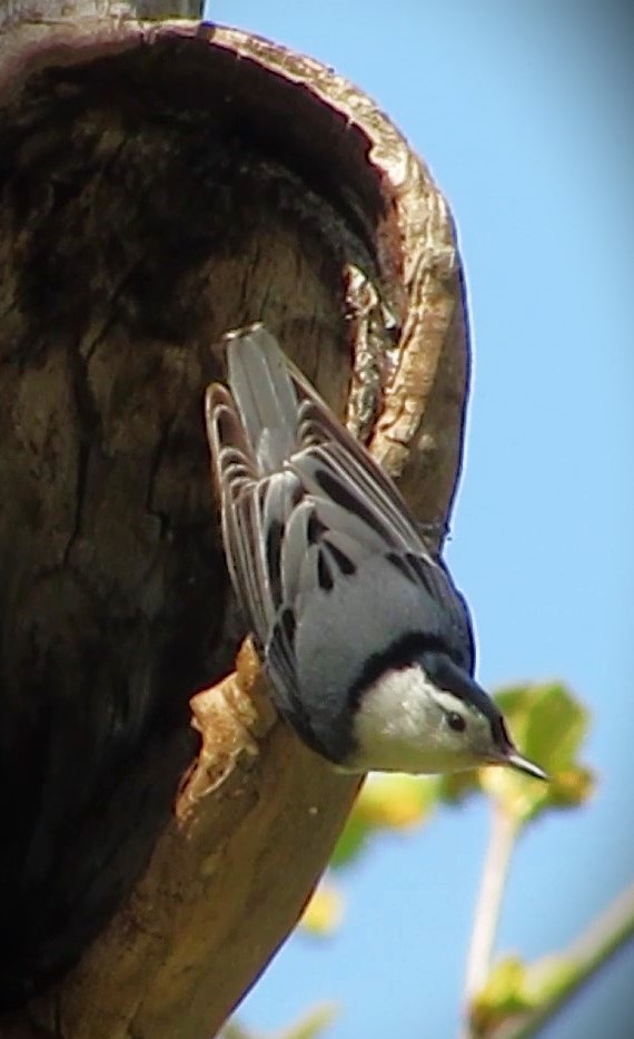 White-breasted Nuthatch - ML618438275