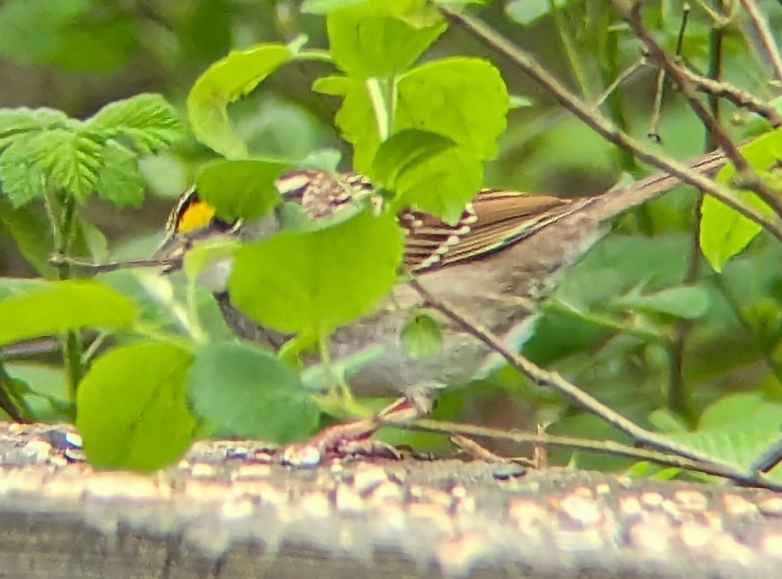 White-throated Sparrow - ML618438347