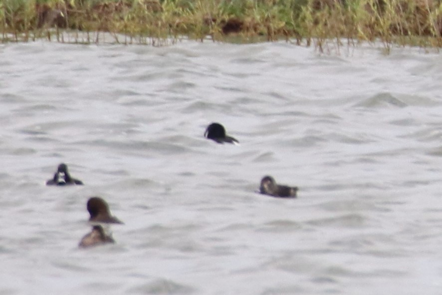 Tufted Duck - ML618438349