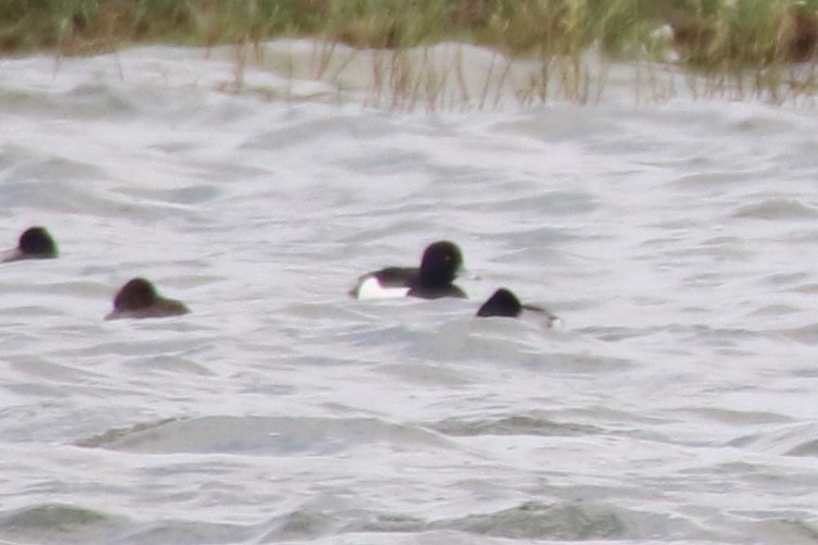 Tufted Duck - ML618438351