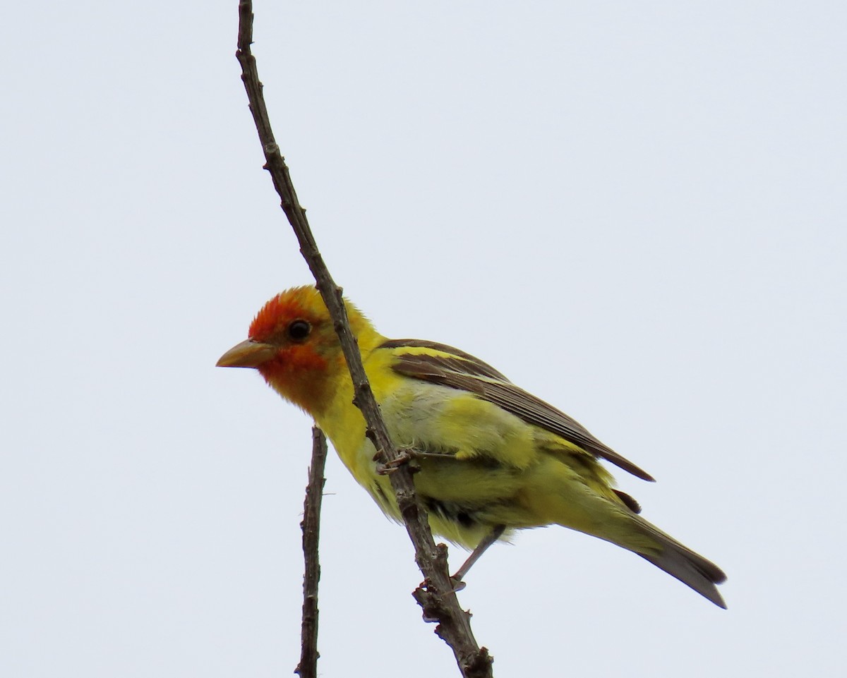 Western Tanager - ML618438364