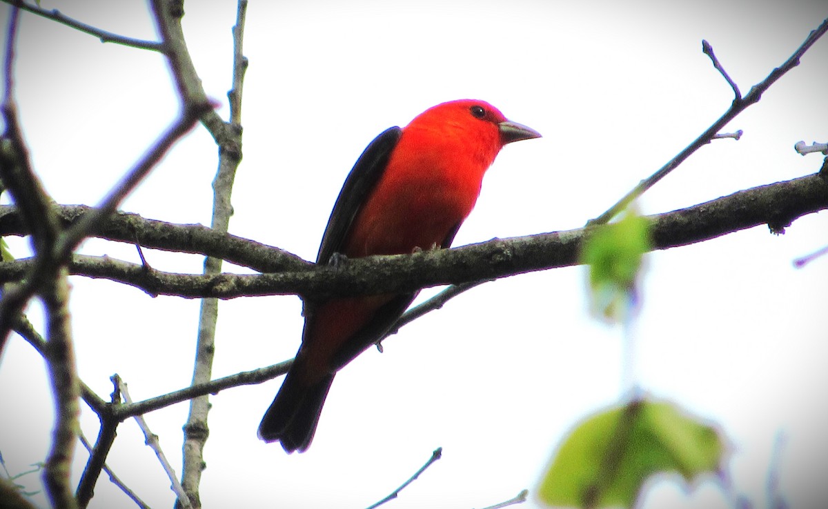 Scarlet Tanager - ML618438397