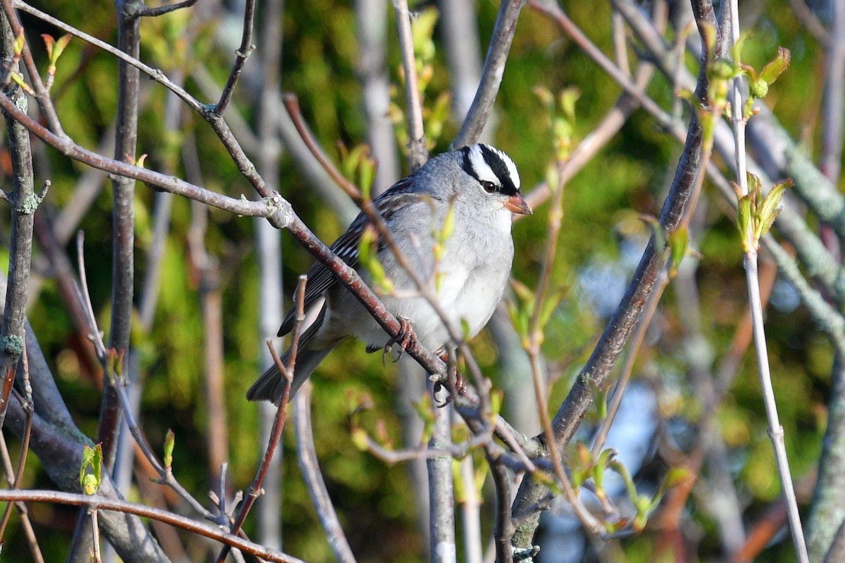 White-crowned Sparrow - ML618438446