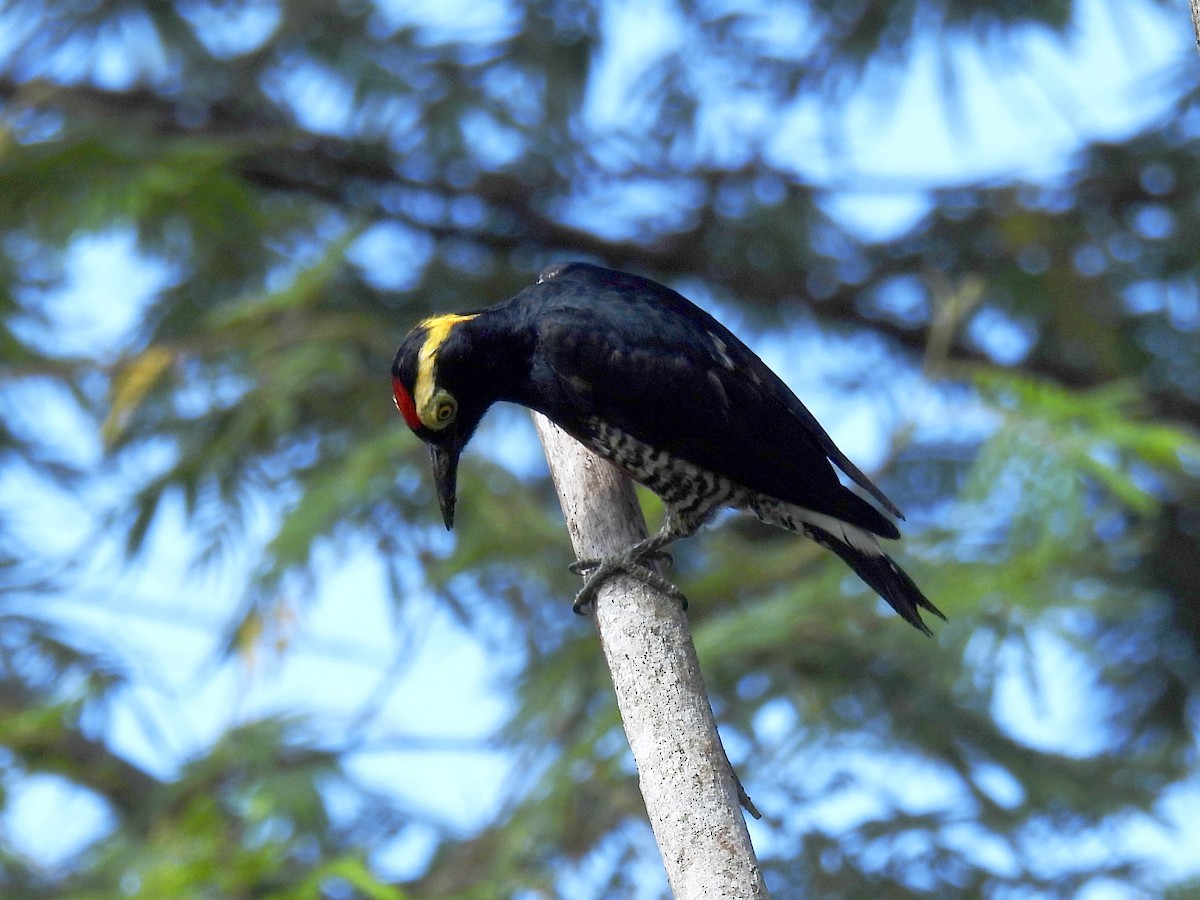 Yellow-tufted Woodpecker - ML618438477