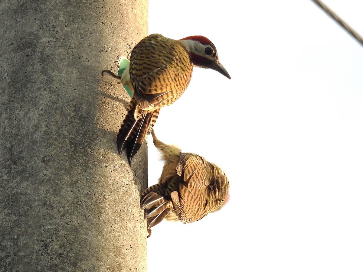 Spot-breasted Woodpecker - ML618438486