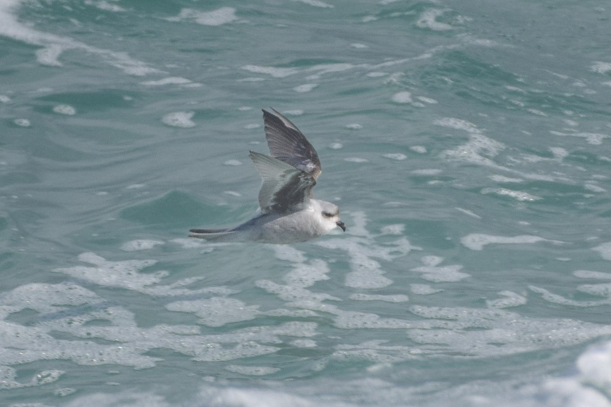 Fork-tailed Storm-Petrel - ML618438510