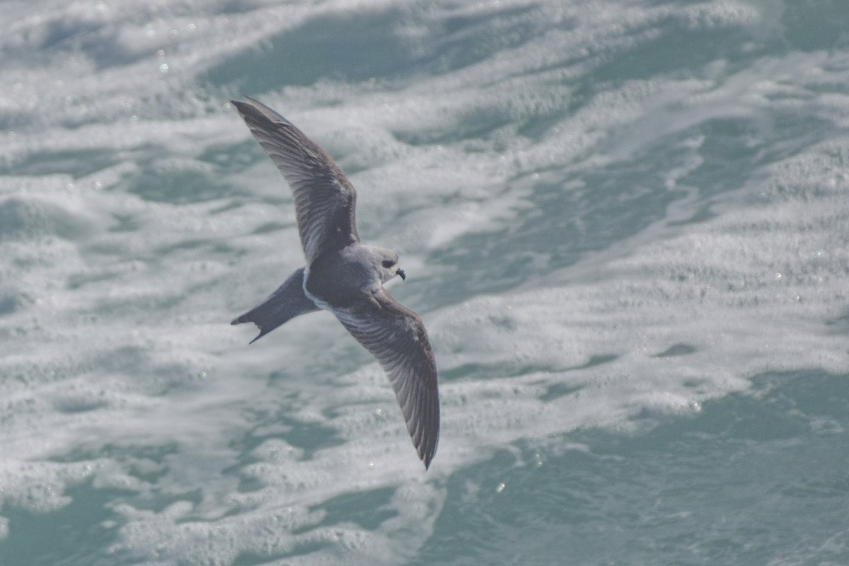 Fork-tailed Storm-Petrel - ML618438511