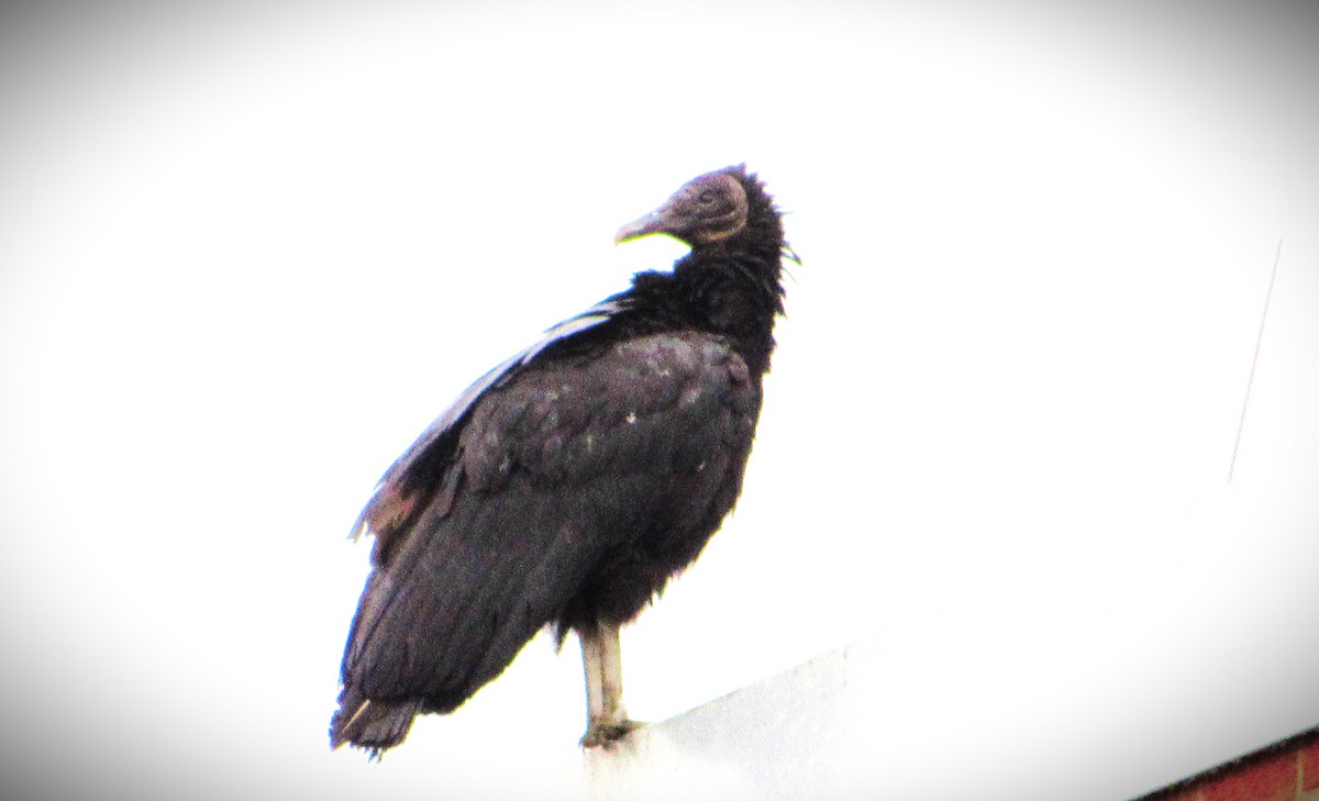 Black Vulture - ML618438512