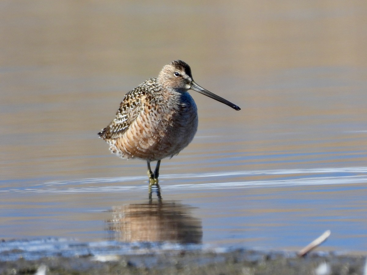 Long-billed Dowitcher - ML618438528