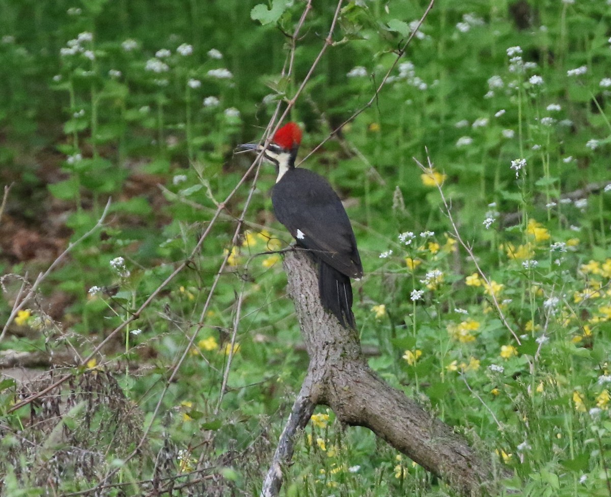 Pileated Woodpecker - Andrew Vallely
