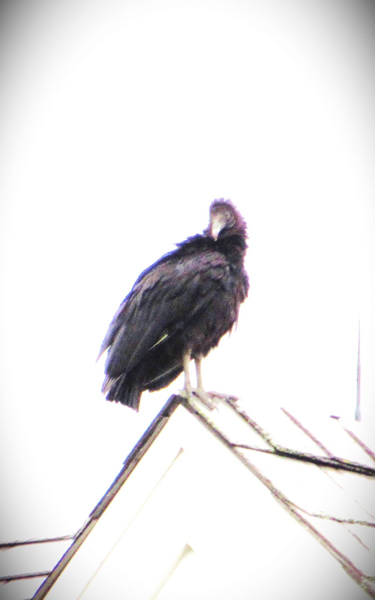 Black Vulture - ML618438547