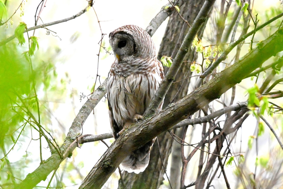 Barred Owl - ML618438614