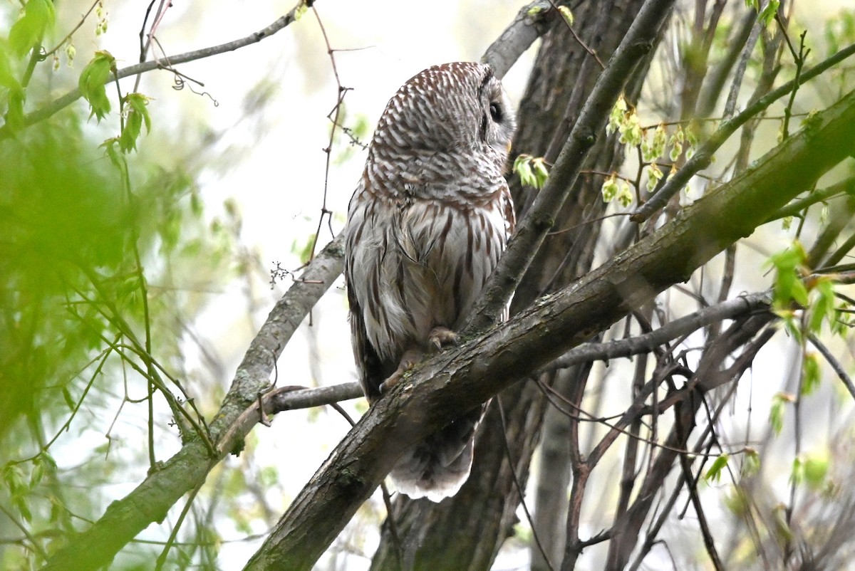 Barred Owl - ML618438615