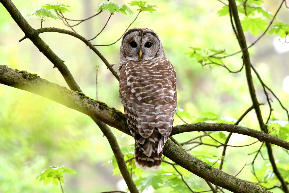 Barred Owl - ML618438617
