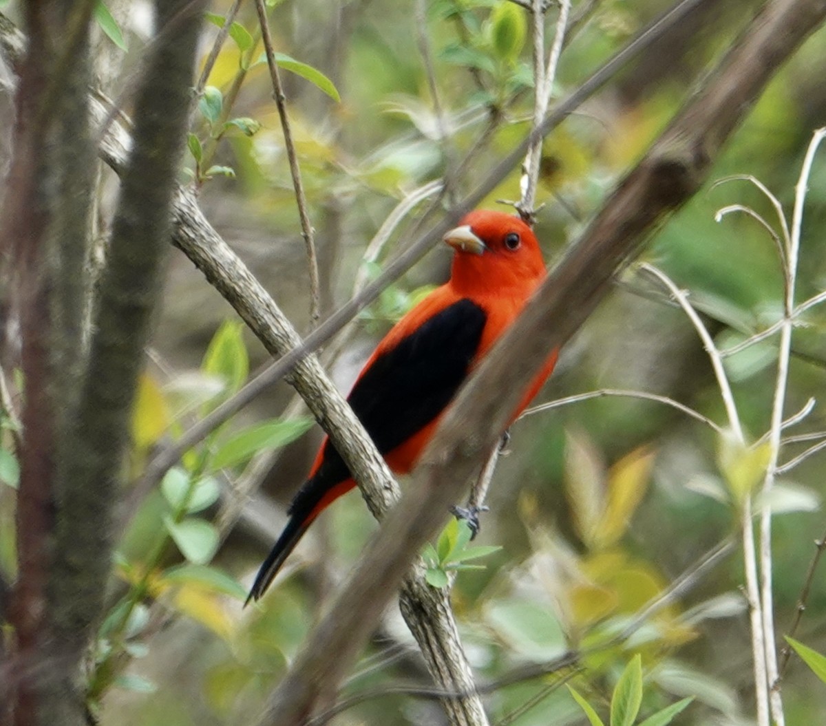 Scarlet Tanager - ML618438633