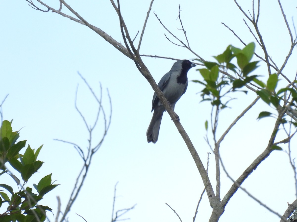 Black-faced Tanager - ML618438635