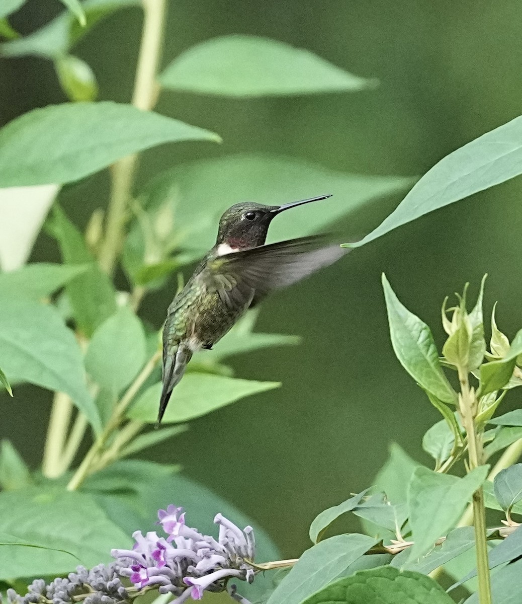 Ruby-throated Hummingbird - ML618438708