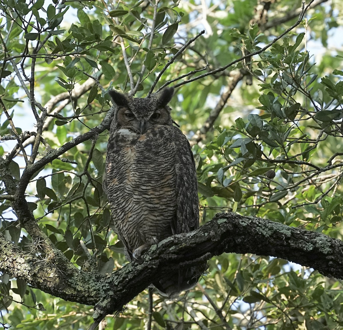 Great Horned Owl - ML618438716
