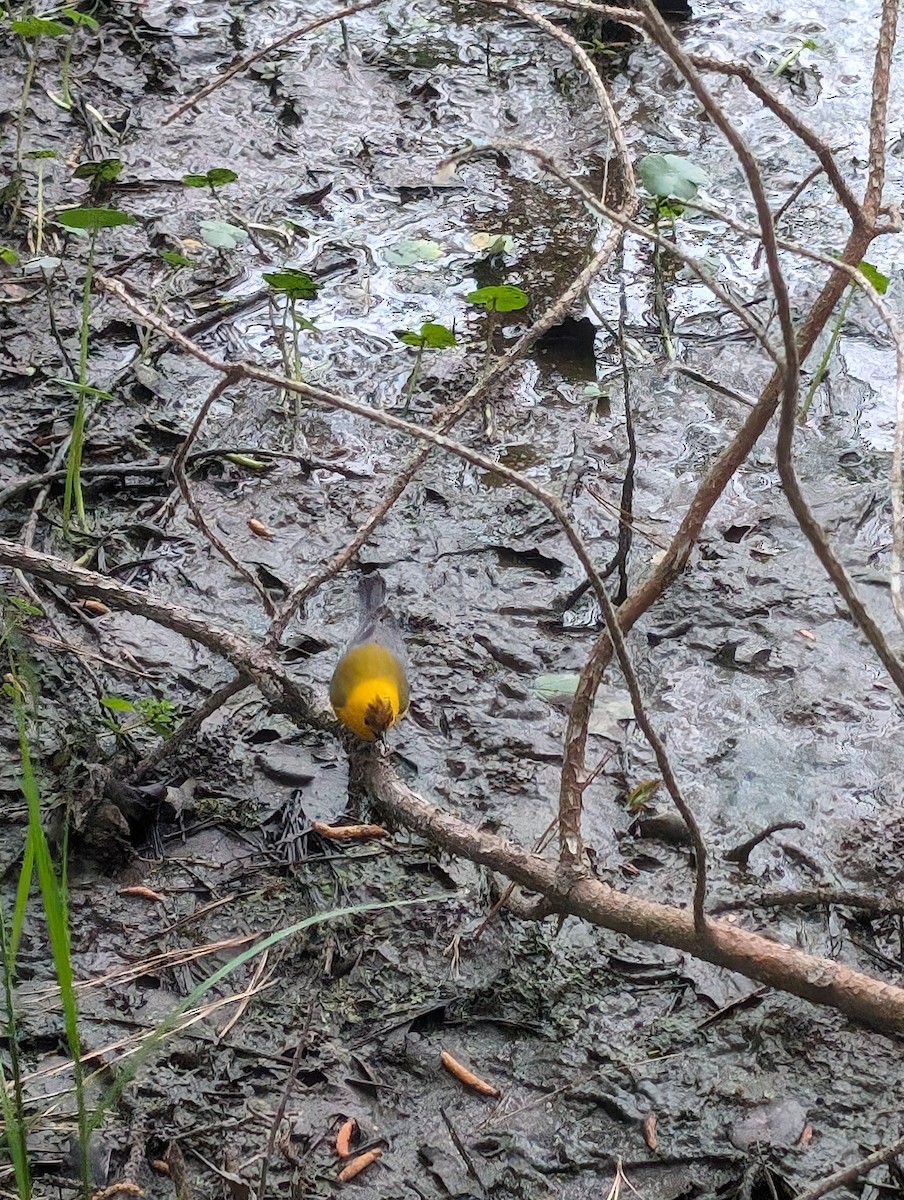 Prothonotary Warbler - ML618438734