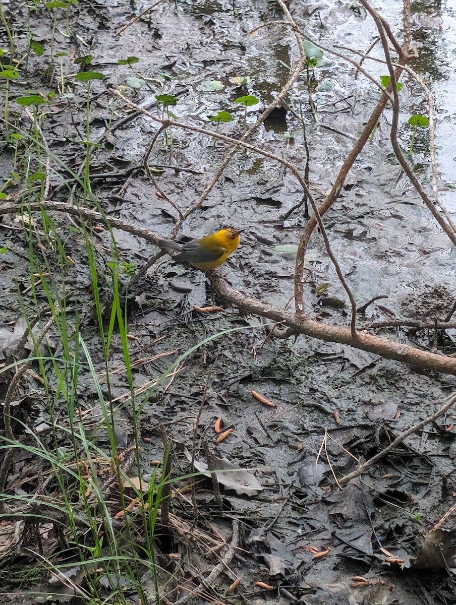 Prothonotary Warbler - ML618438735