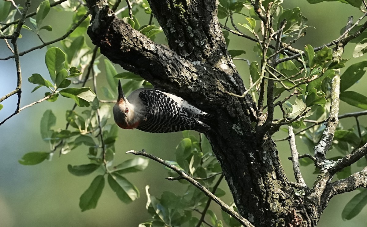 Red-bellied Woodpecker - ML618438740